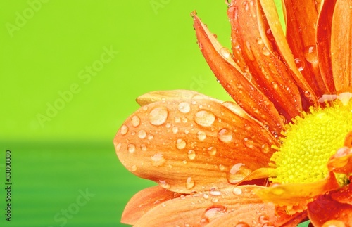 Orange flower with water drops on it