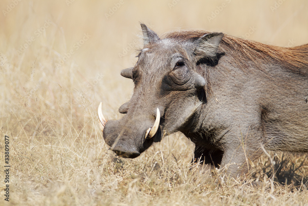 Fototapeta premium Warthog in grasslands