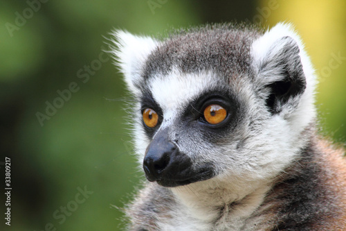 lemur monkey