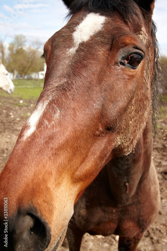 Horse looking curiously into the photographer's lens.