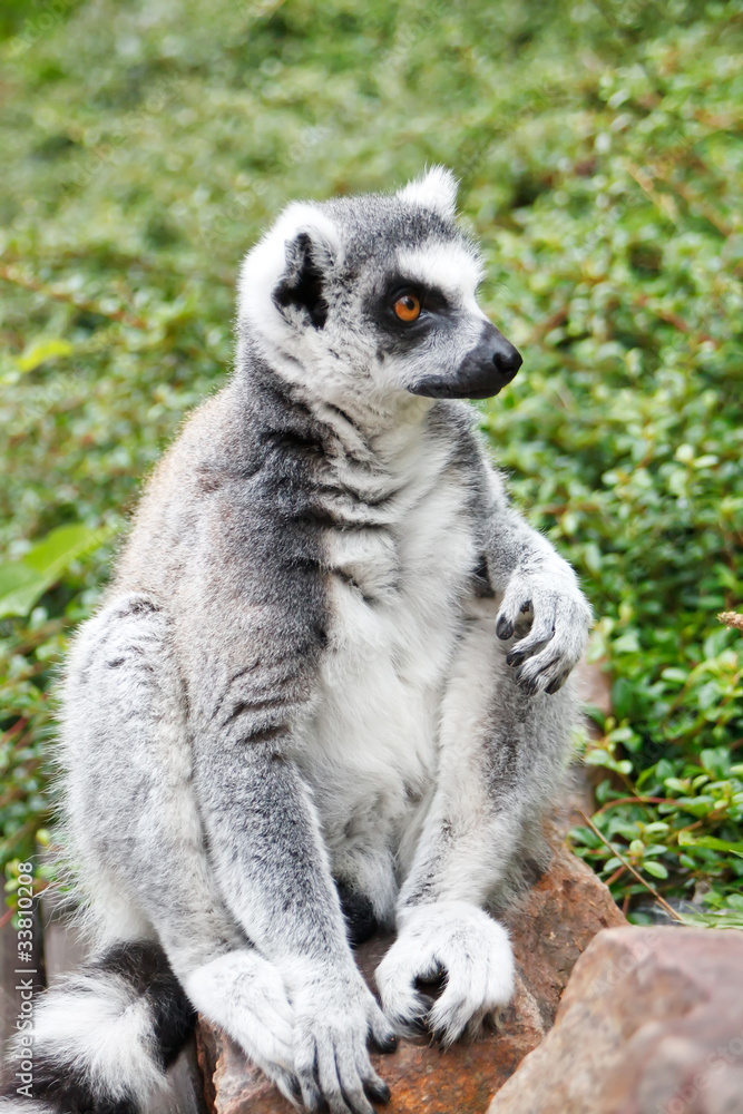Fototapeta premium Cute Lemur