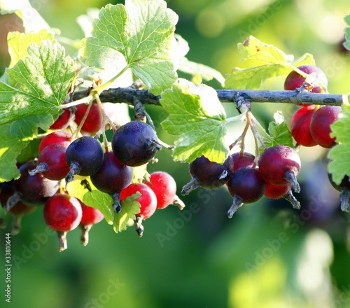 hybrid of blackberry and gooseberry