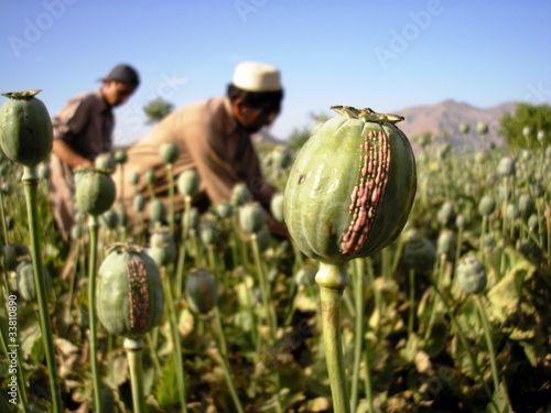 Harvesting Opium, East Afghanistan photo