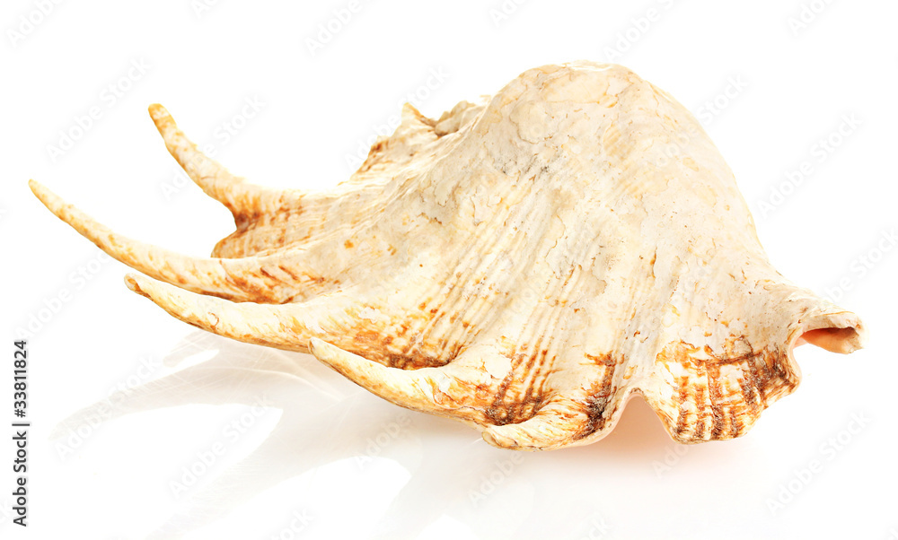 large seashell isolated on white