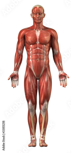 Man muscular sytem anterior view isolated