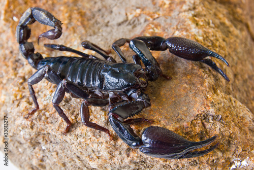 Black scorpion on rock