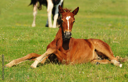 foal on grass © predrag1