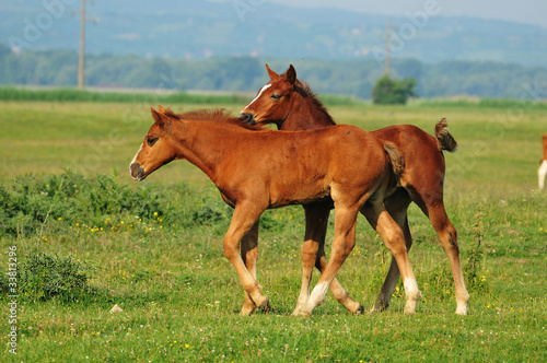 two foals are played on grass © predrag1