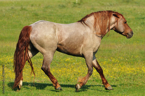 a beautiful stallion © predrag1