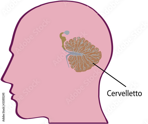 anatomia