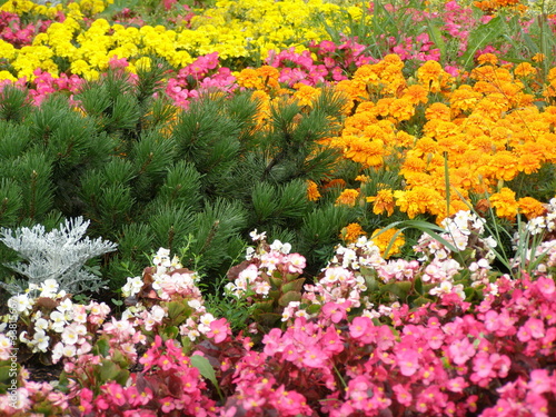Kwitnący ogród © bnorbert3
