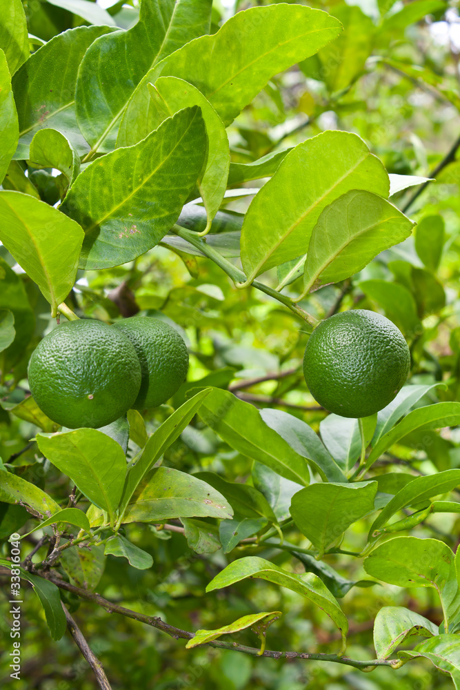 Green lemons on tree Green lemons on tree