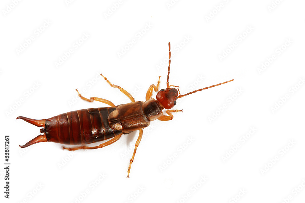 Obraz premium perce-oreille