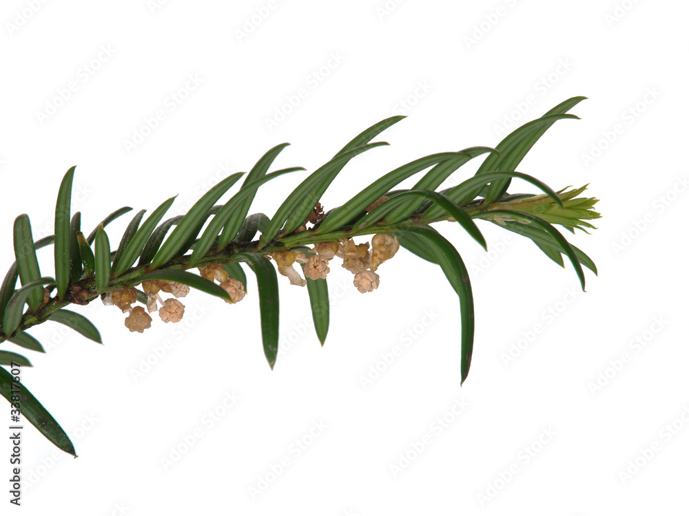 Taxus baccata StockFoto Adobe Stock