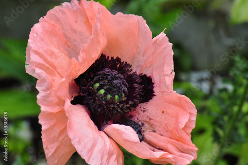 Mohn photo