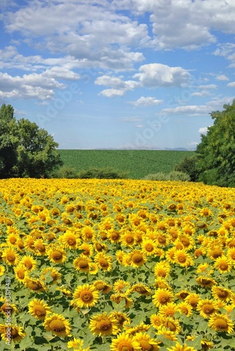 Campo di girasoli