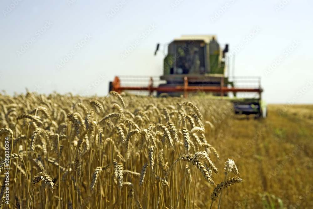 Obraz premium Wheat harvesting