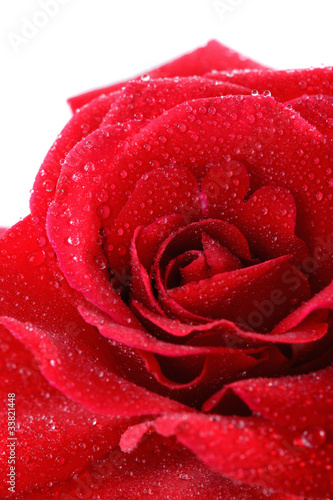 Fototapeta Naklejka Na Ścianę i Meble -  Red rose drops