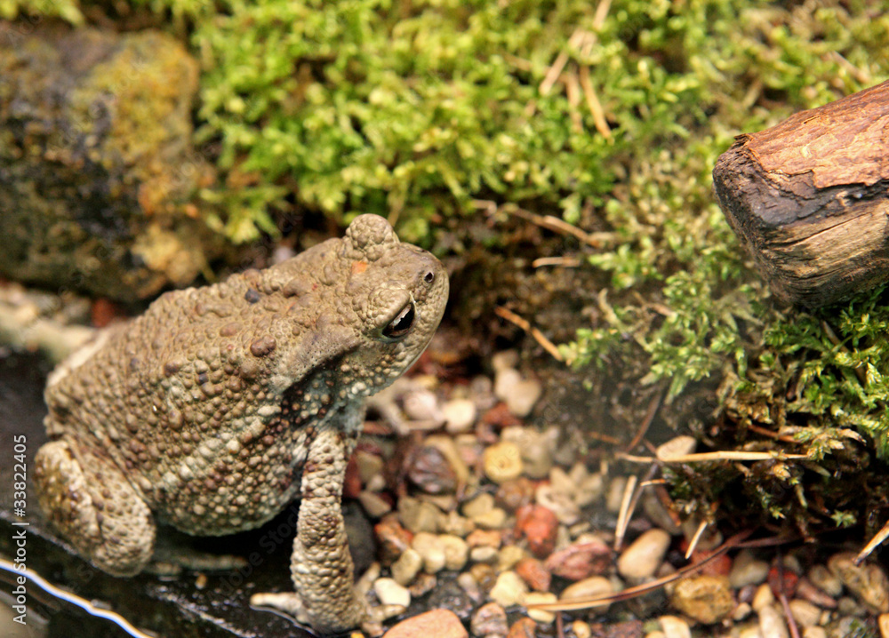 Naklejka premium frog