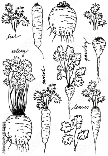Carrot, parsley, celery - root and leaves