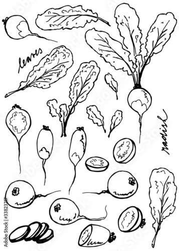 Radish root and leaves