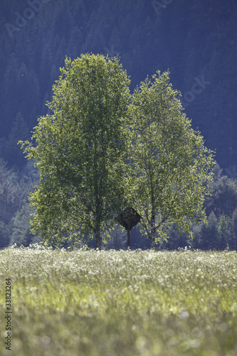 Obraz na płótnie wiesenlandschaft w salonie
