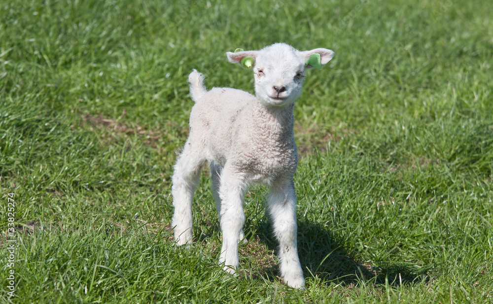 Little lamb in a dutch meadow Little lamb in a dutch meadow