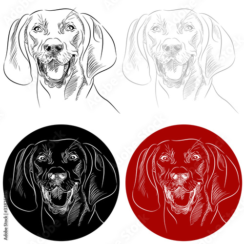 Redbone Coonhound Dog Portrait