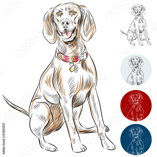 Redbone Coonhound
