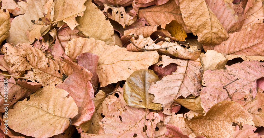 A lot of pink brown and orange dry leaves lying on the ground A lot of pink brown and orange dry leaves lying on the ground