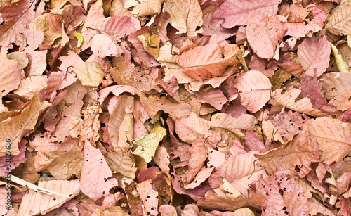 A lot of pink brown and orange dry leaves lying on the ground