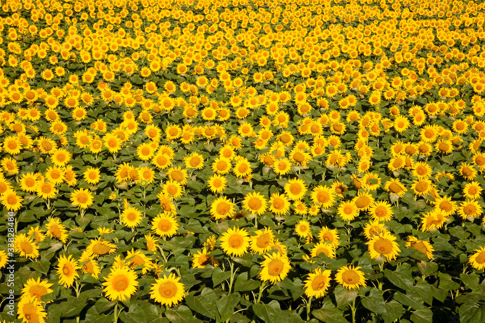 Sunflower field Sunflower field