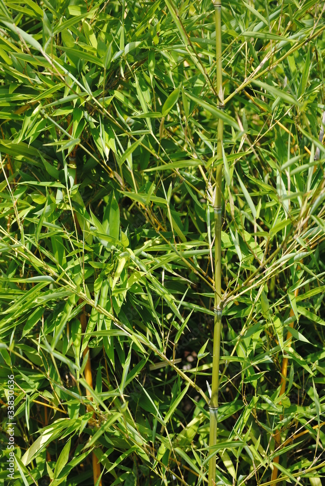 Obraz premium bambous