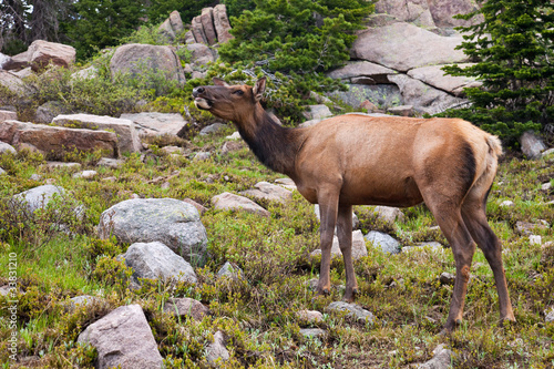 Large Female Elk in Colorado