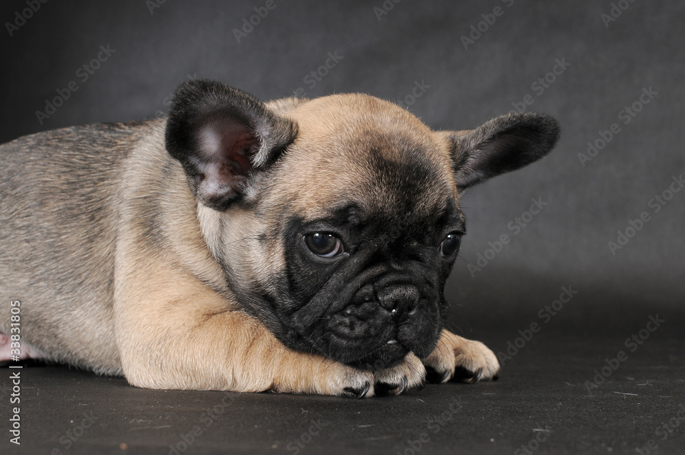 Obraz premium BOULEDOGUE FRANCESE