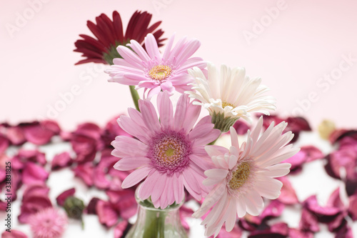 Pink gerbera