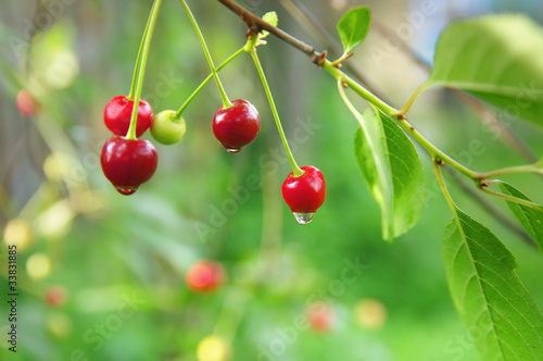 Cherries after the rain.