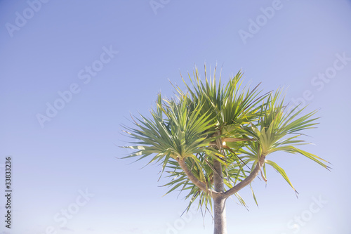 青空と椰子の木 © paylessimages