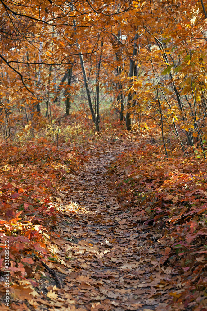 Path in autumn forest, ground covered with fallen leaves