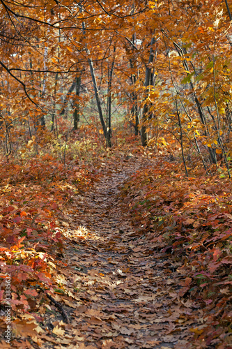 Path in autumn forest  ground covered with fallen leaves