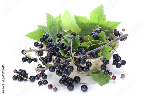 Black currant branches in basket