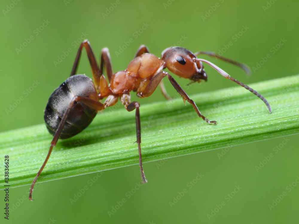 ant formica rufa on grass ant formica rufa on grass