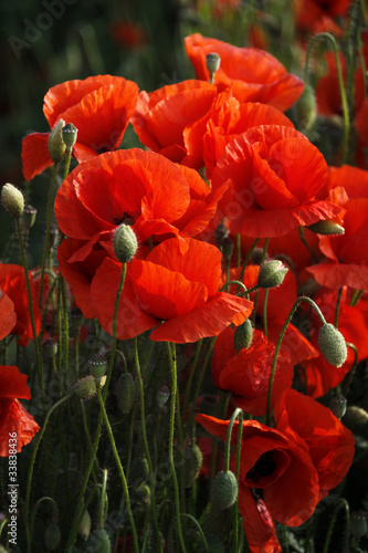 Fototapeta Naklejka Na Ścianę i Meble -  Mohnfeld