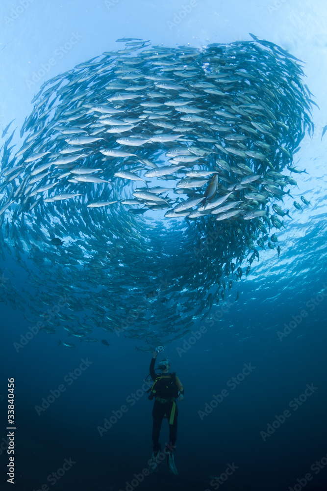 Fototapeta premium Diver with a school of Jacks