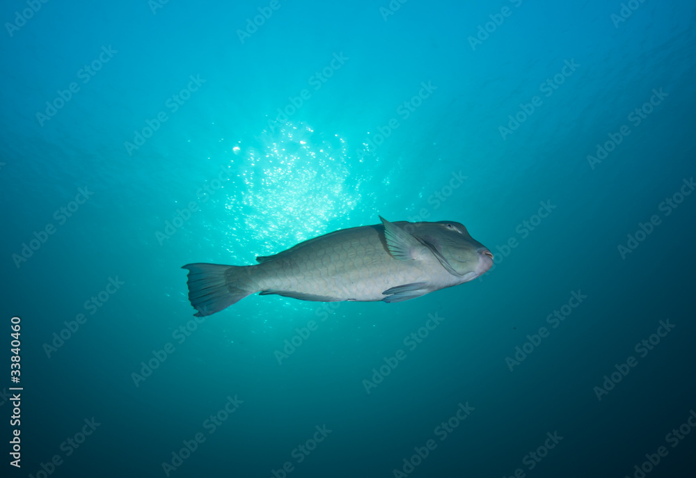 Fototapeta premium Bumphead Parrotfish