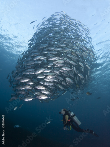 Diver with a school of Jacks #33840442