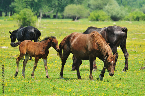 horses in pasture © predrag1