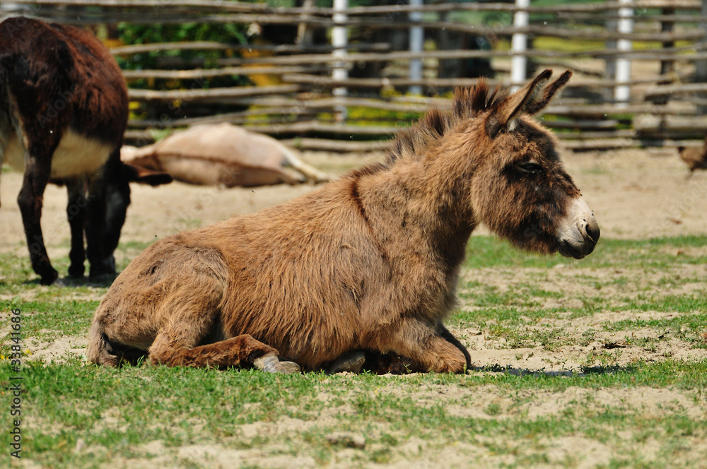 Obraz premium donkeys in the pasture