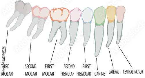 dente