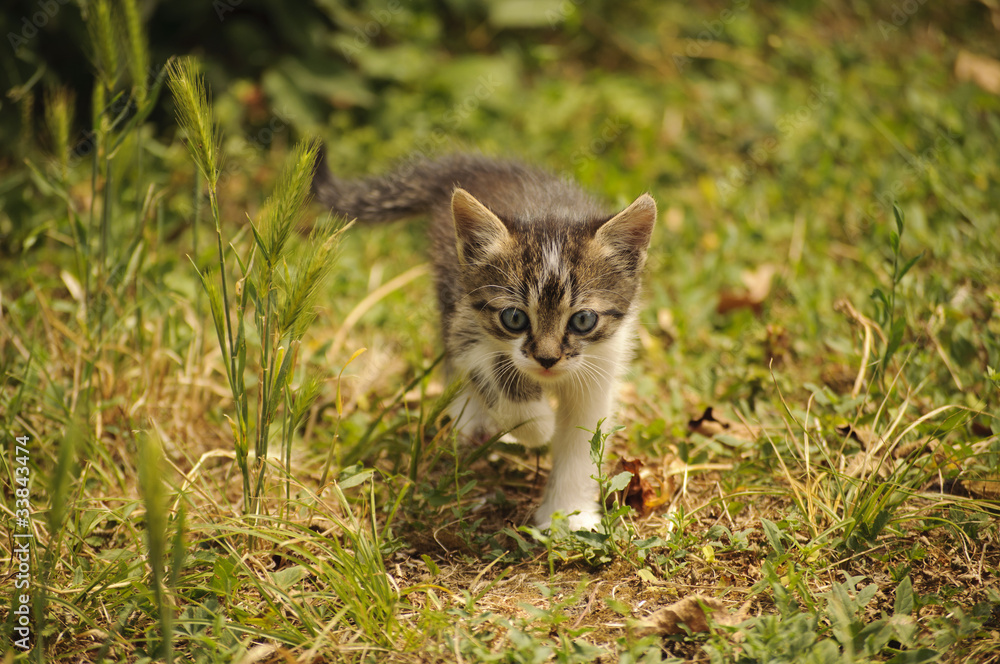 Cute kitten in the grass